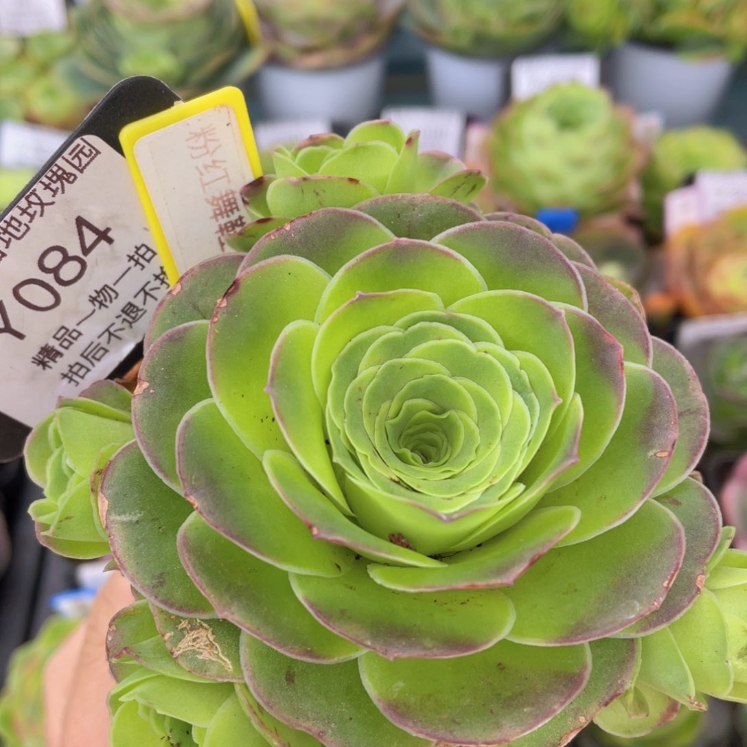 粉红舞鞋福利084一物一拍