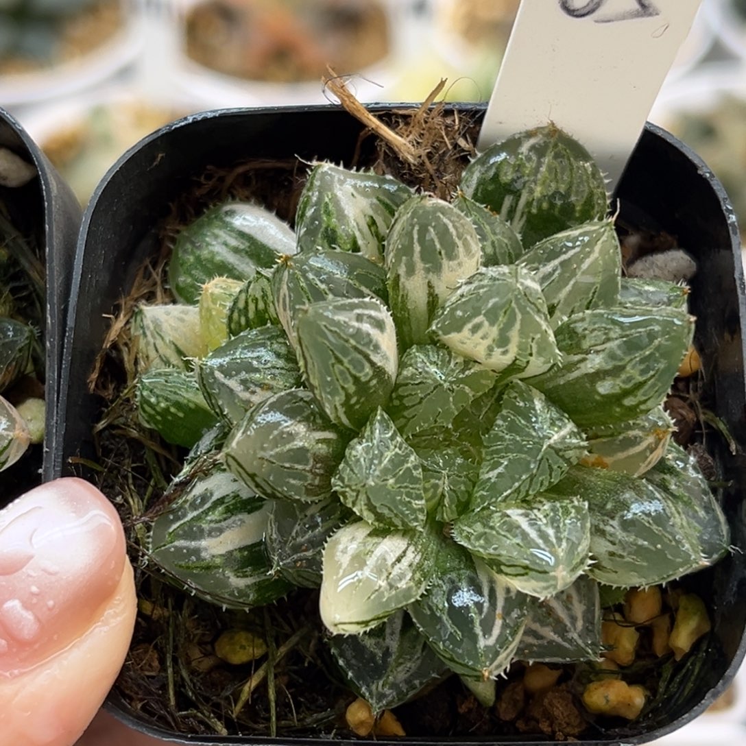 65楼兰玉露锦带仔福利专场