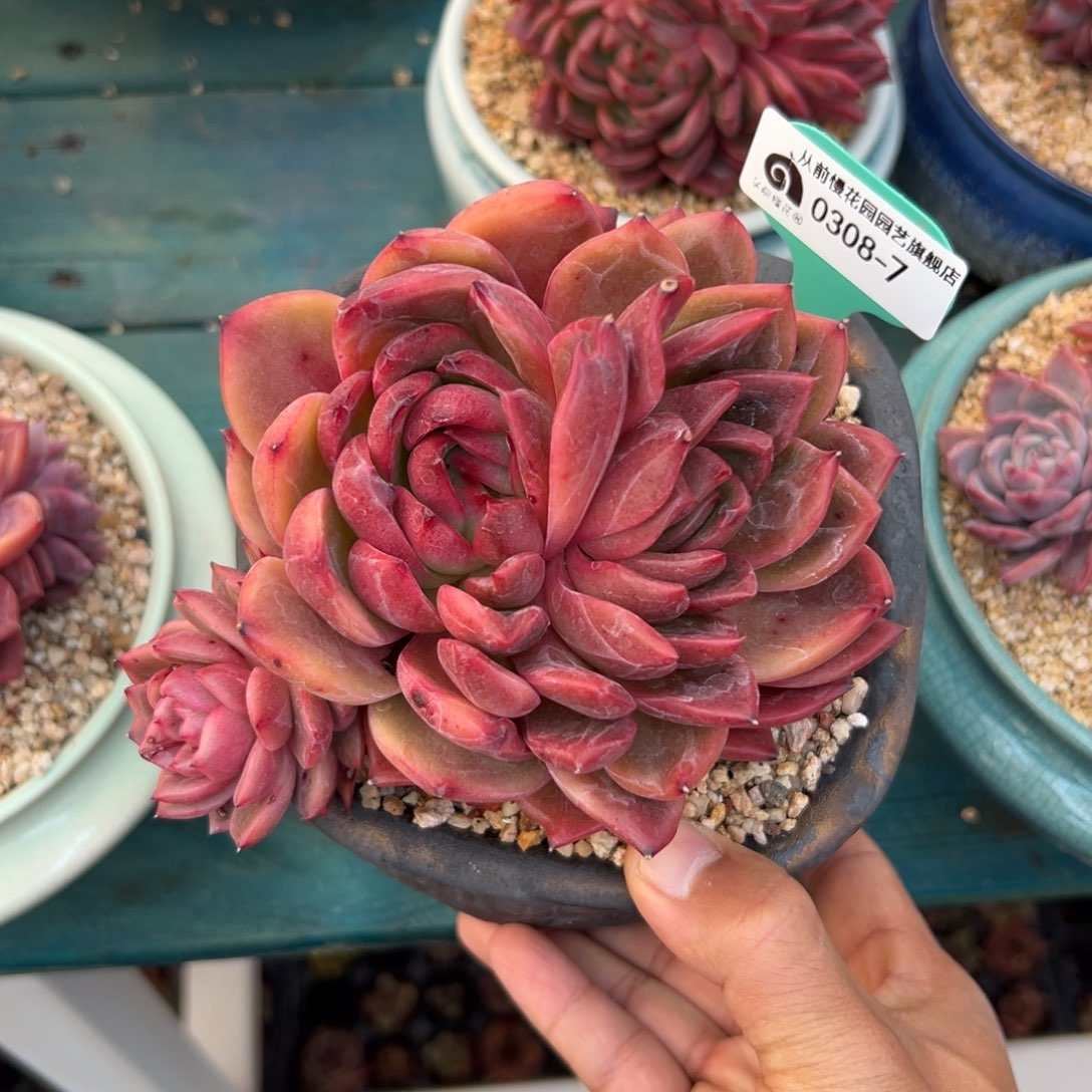 多肉一物一拍0308-7