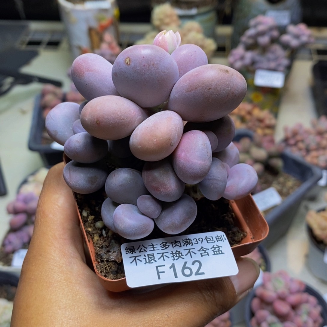 162橙奶多肉肉7cm