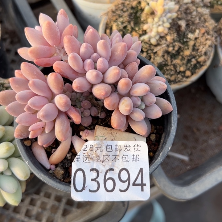 幸运的人会遇到你喜欢你