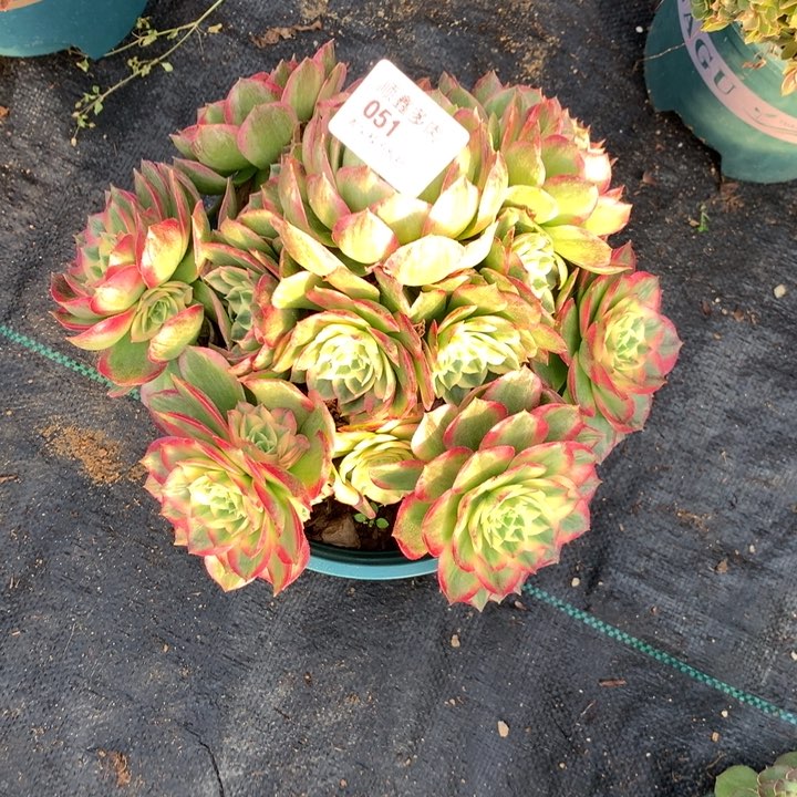 051海王多肉植物