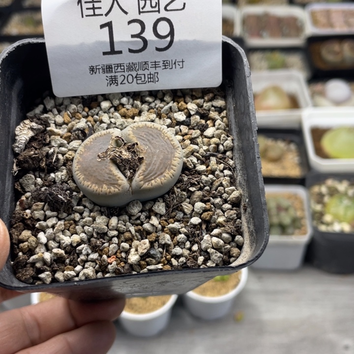 佳人园艺 上福利啦和田玉139