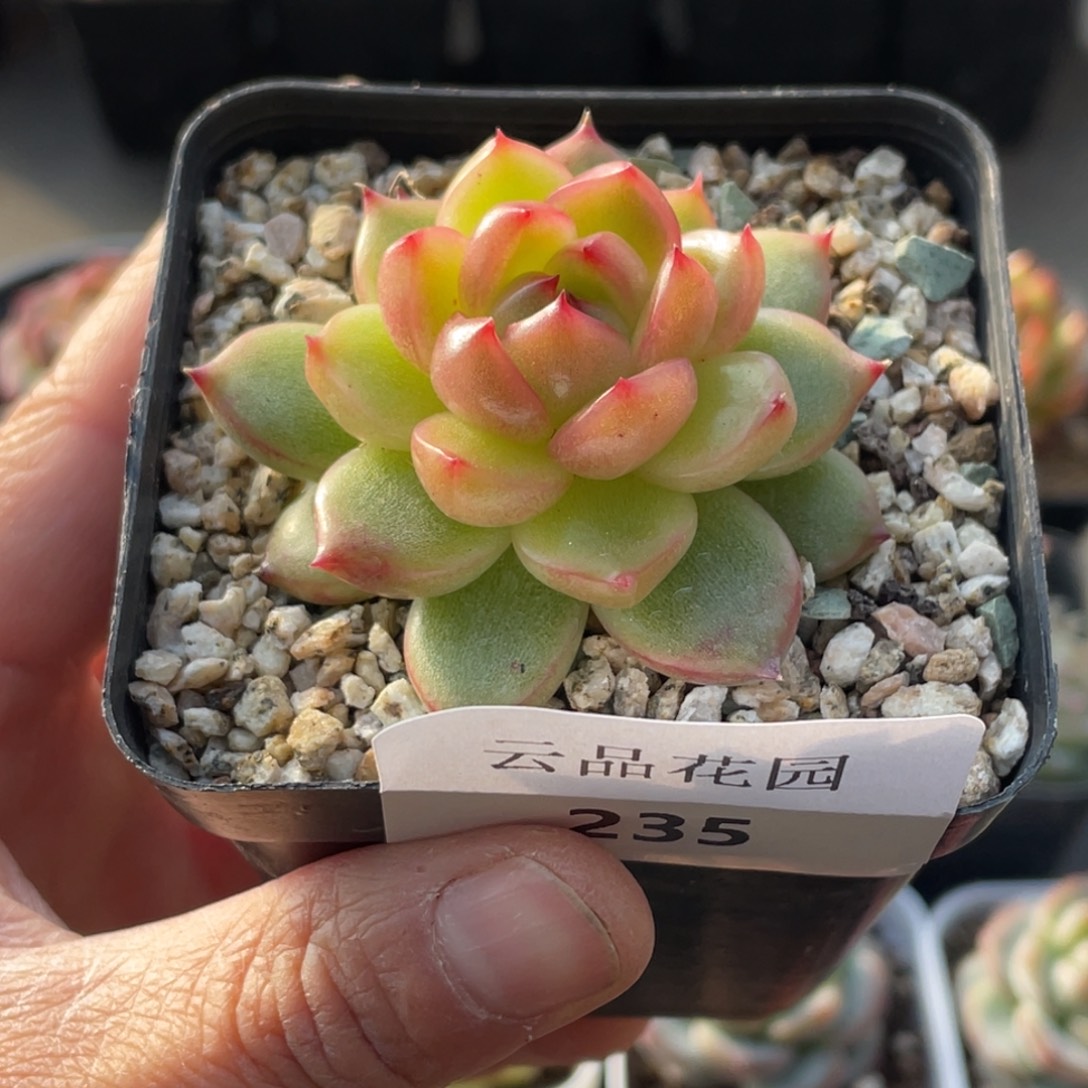 235号糖心冰心珍妮 空灵珍妮