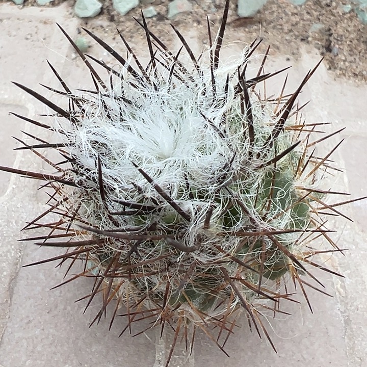 羊毛球。一代侧。   