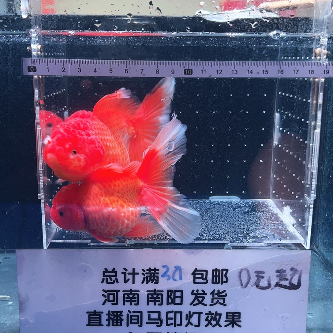 海水鱼淡水鱼111111111