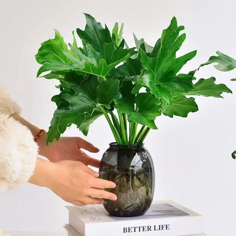 春羽绿植水培盆栽花卉植物办工作易养活无土纯羽水培植物室内好养