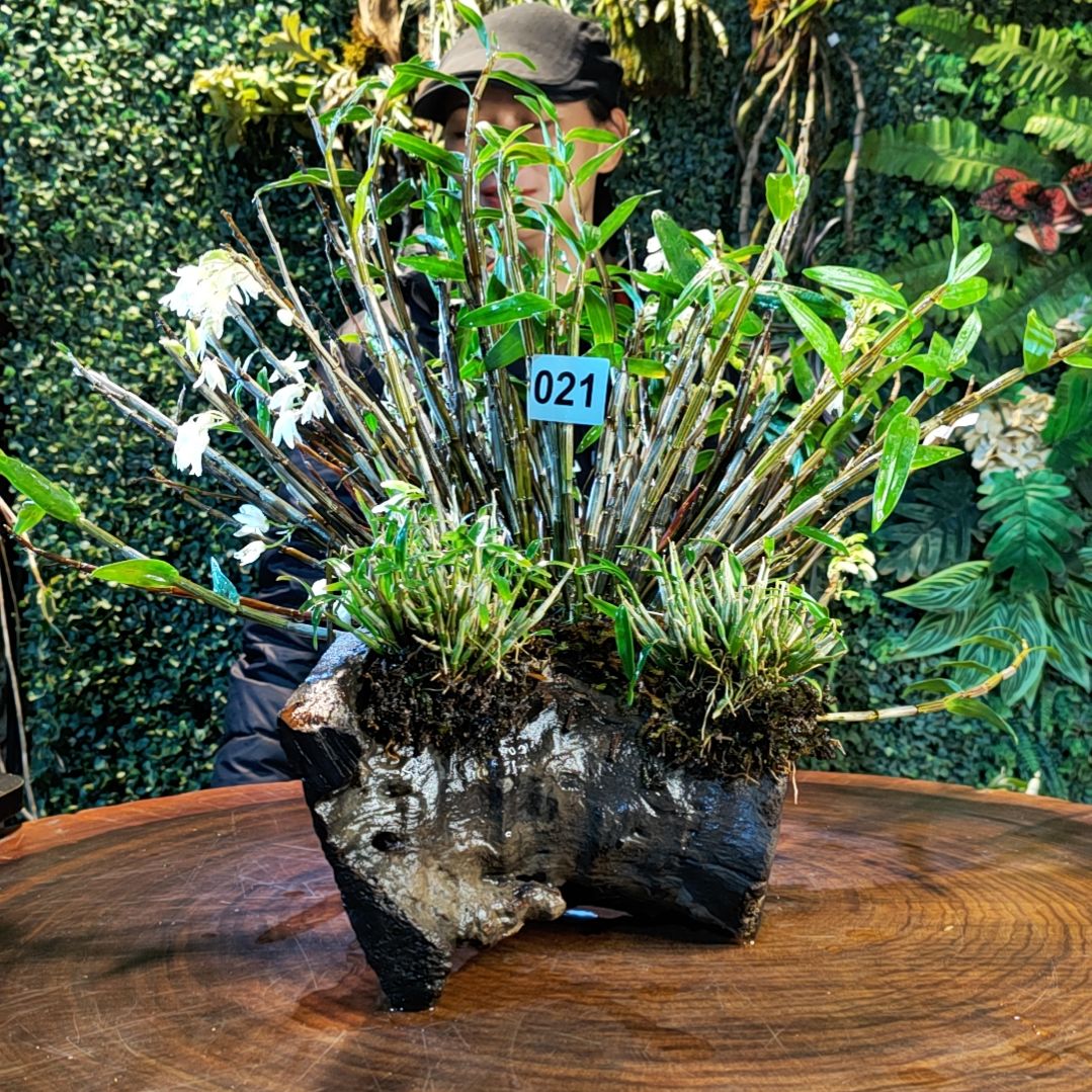 【闪购商品】021铜皮，米斛花卉