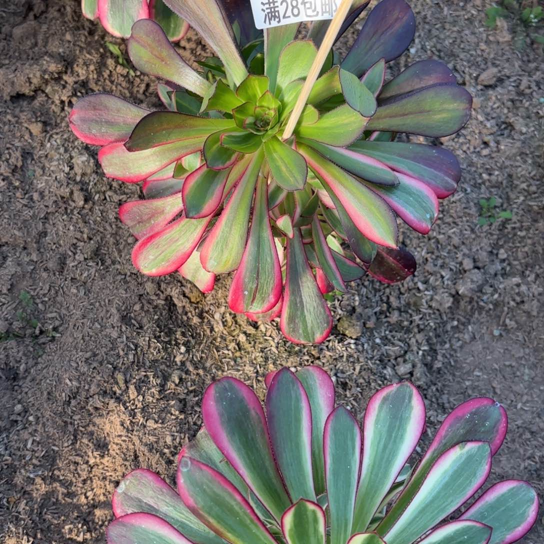 M.  6657丽娜花脸多肉