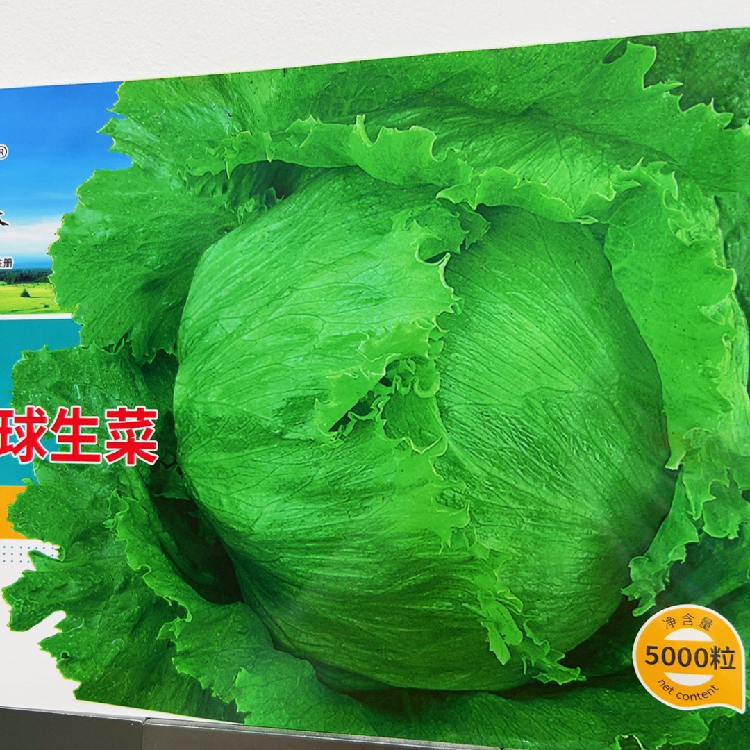 大湖球生菜种子福利