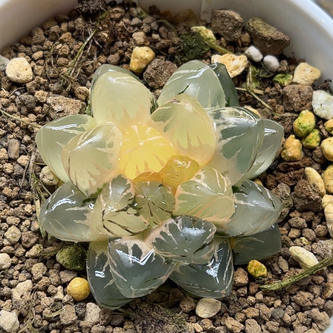 32OM玉露锦福利专场