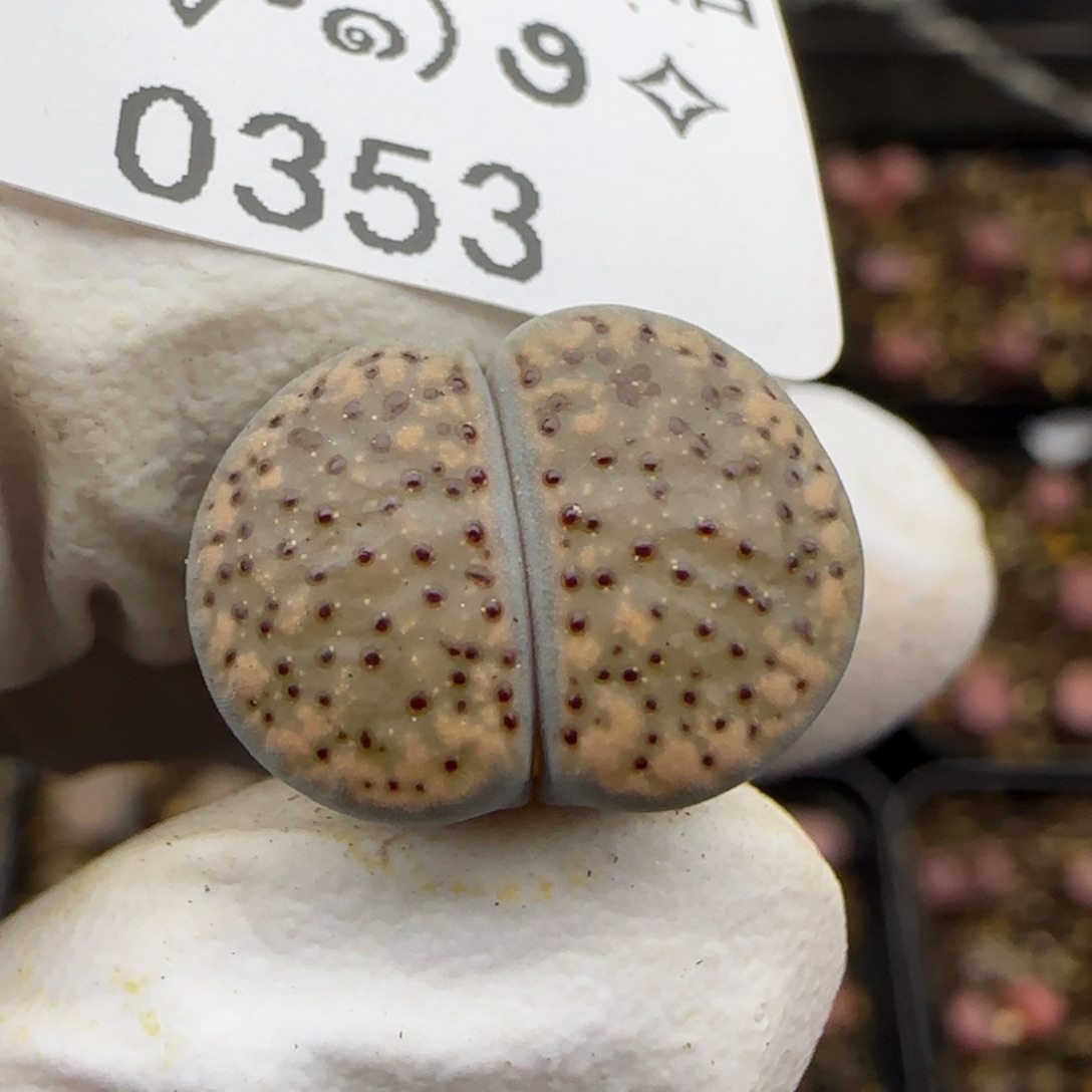 0353。默认脱土。18包邮。偏远88包邮