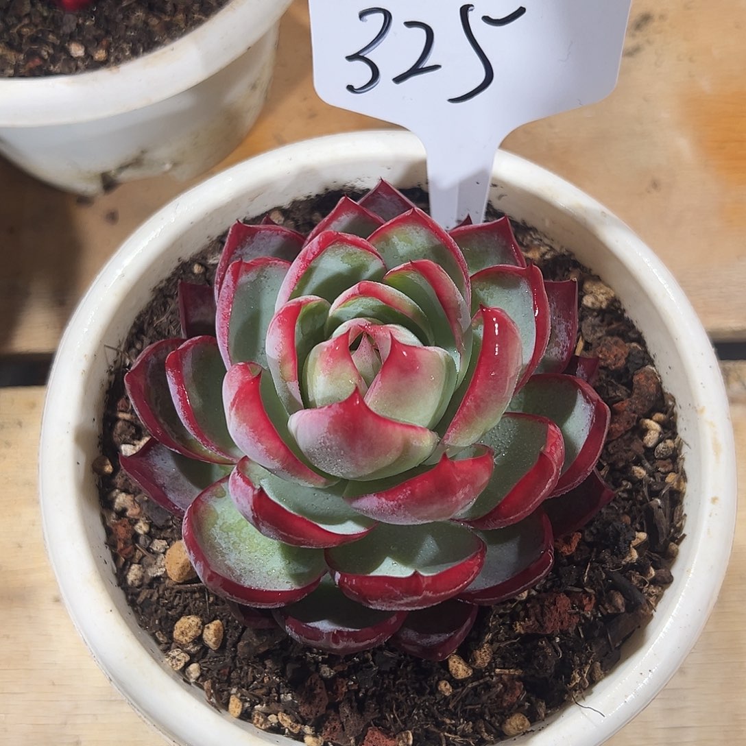 名***绣惊鸿仙子一物一拍325号