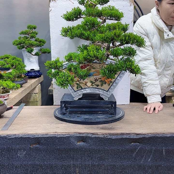 黄杨盆景四季常青不落叶