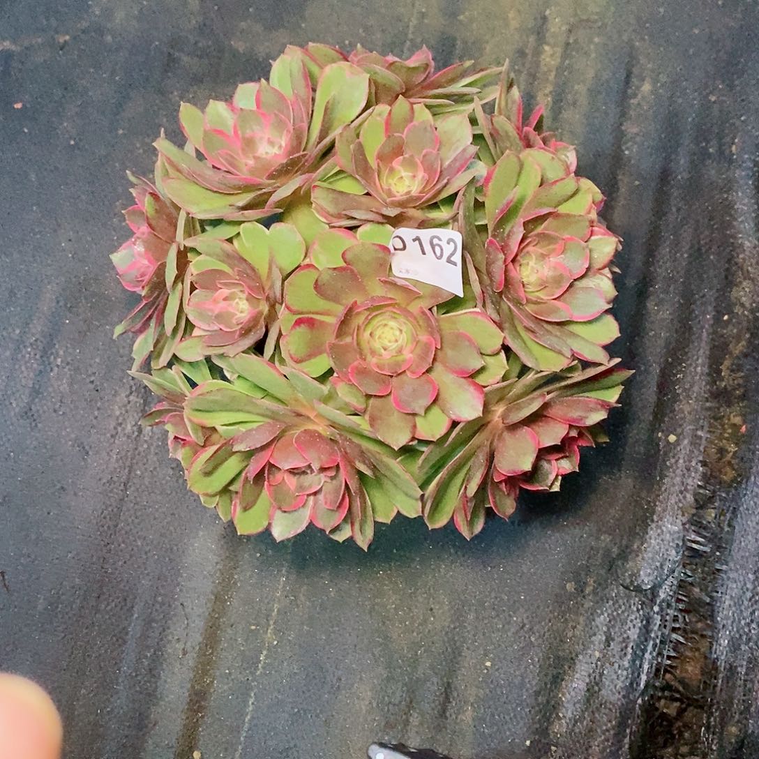 ༆***°粉花妖162多肉111111