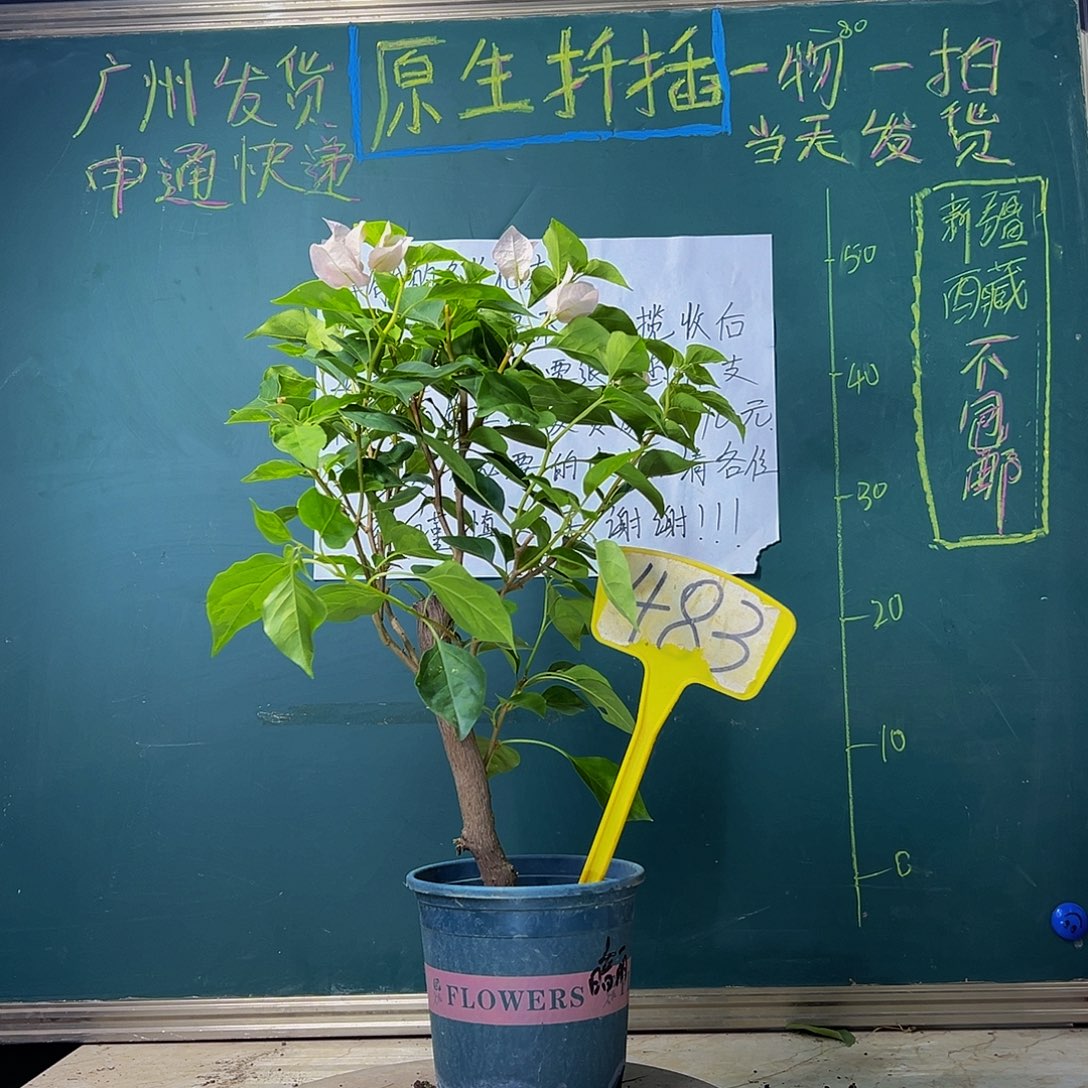 当前无花栽培后可以开花 暗斑丽人 粗杆 483