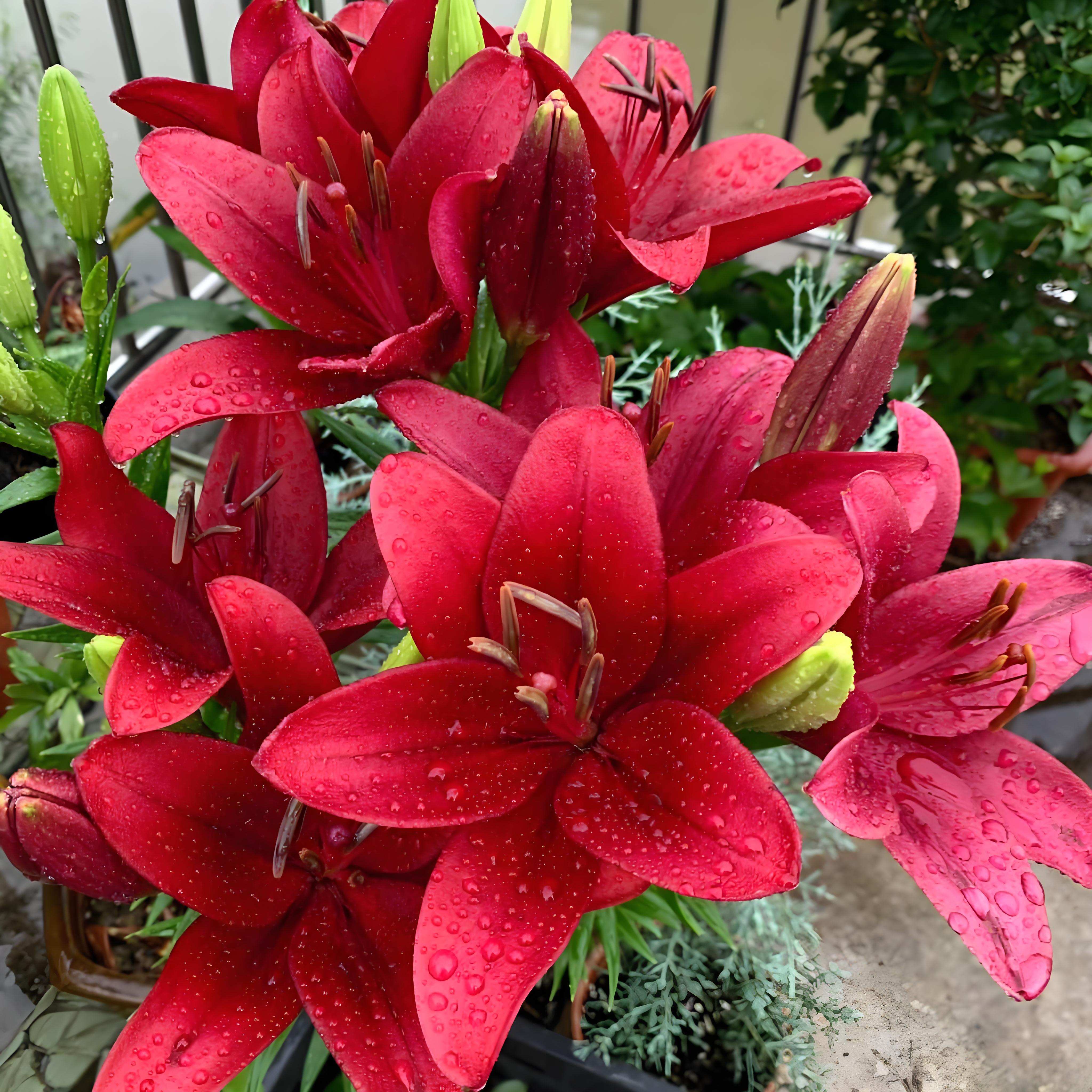 进口清香百合花种球带盆带土种好好养水培鲜花盆栽绿植庭院花带盆