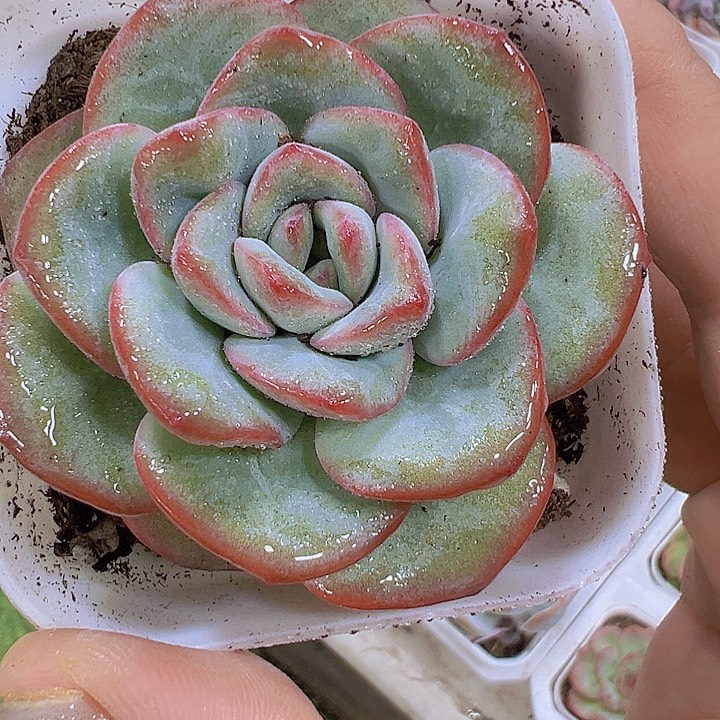 奶油泡芙19包邮多肉植物