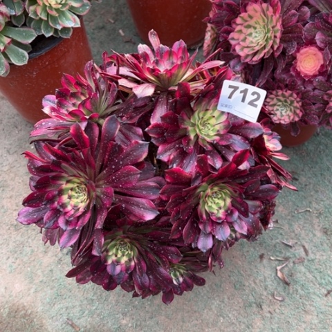 712美肌朵朵多肉，