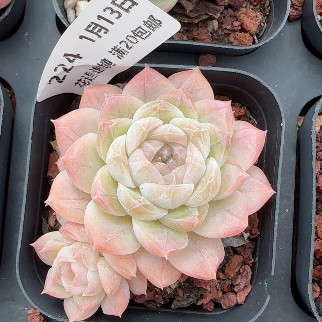 花语逸镜0113-224