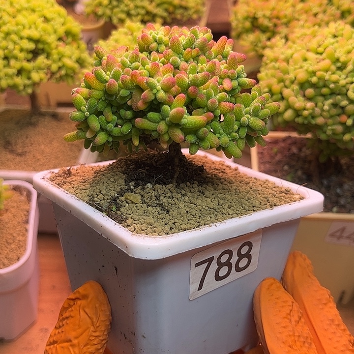 无花朵788蜜桔糖球