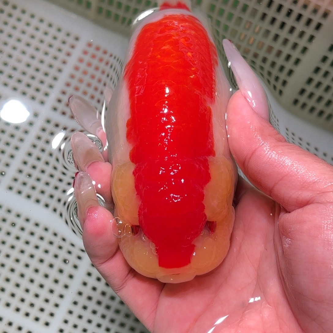 潇***洒金鱼拍包装包邮不拍包装运费到付