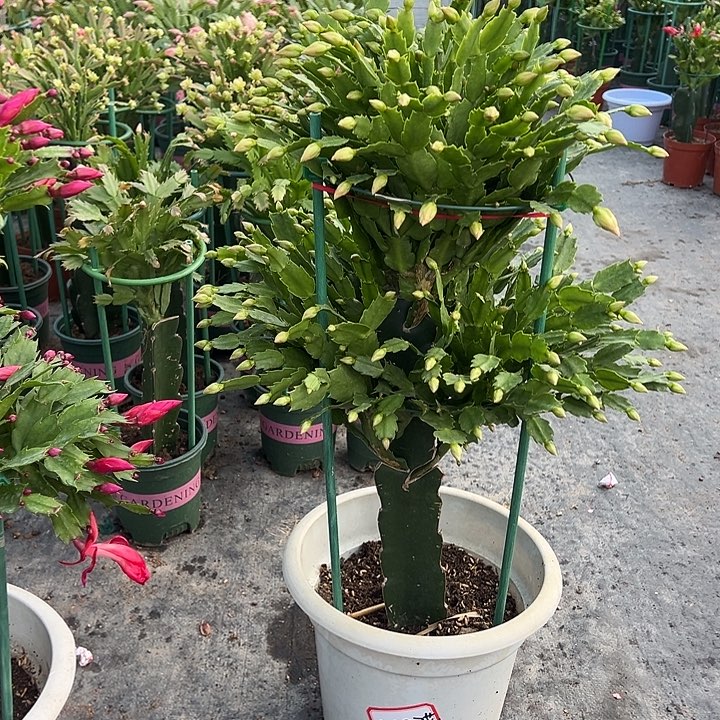 两层2228蟹爪兰2497