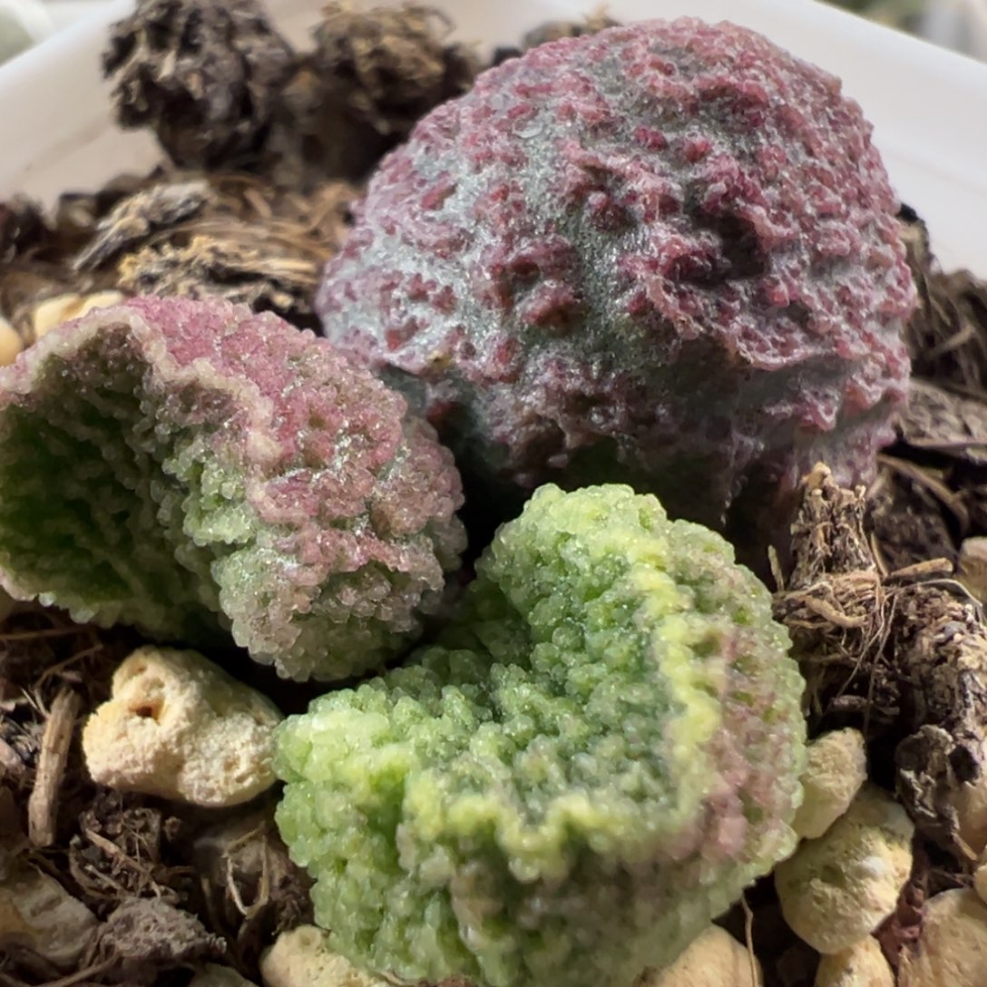 实生新品大苗多肉植物