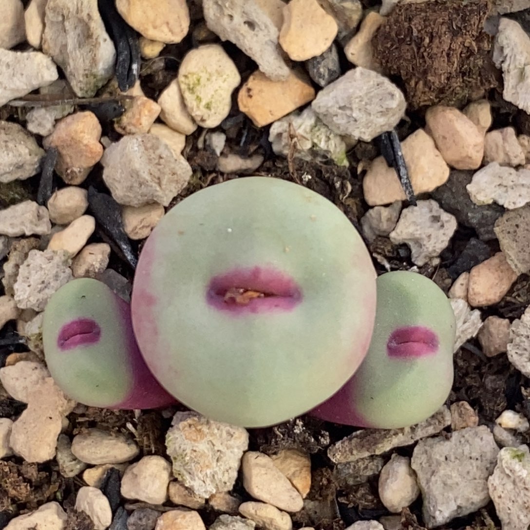 三头大型1380b红嘴一颗