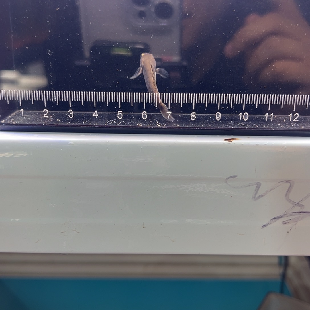 琉璃手工艺品幻紫系列1