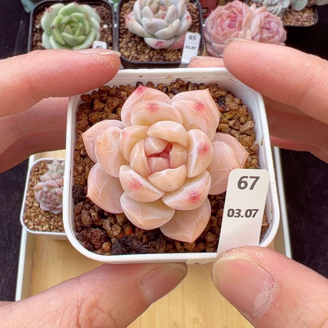 干冰67、哈哈哈哈