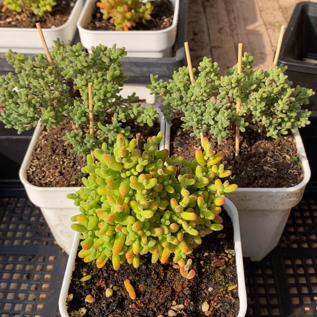 枝干番杏多肉植物039