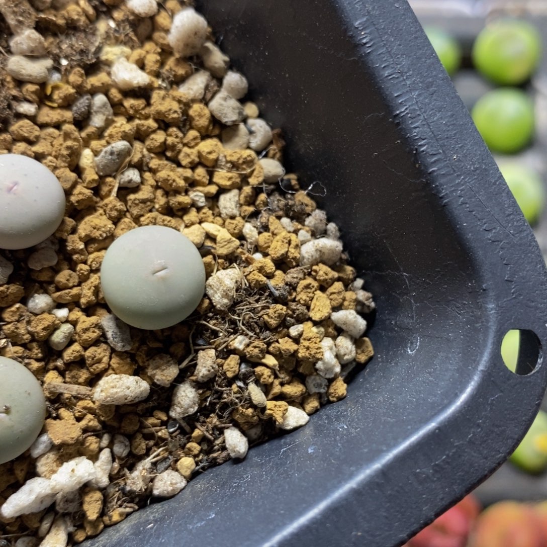 v嘴1.2漂亮多肉植物