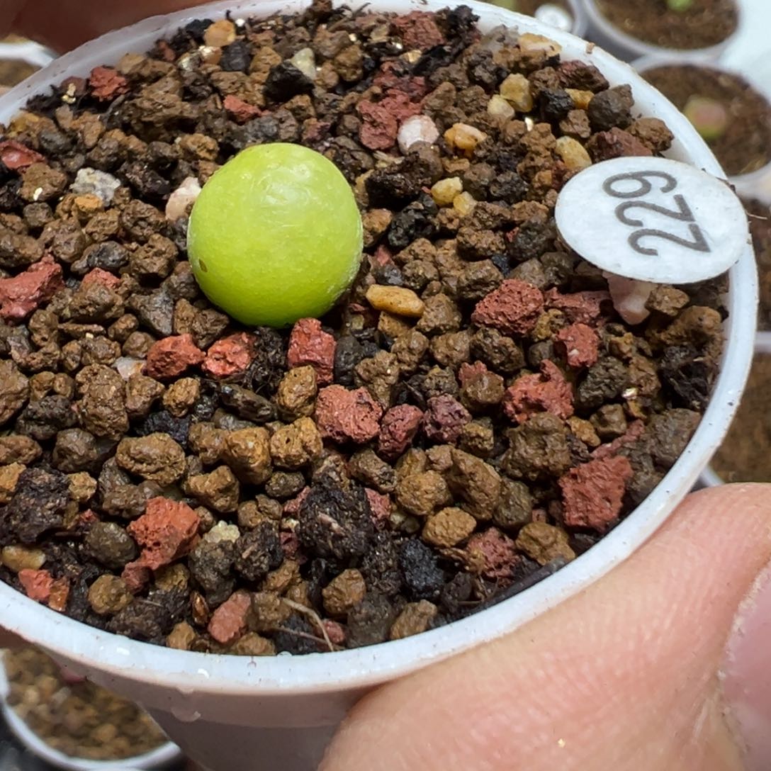 大葫芦0.95cm一颗脱土229