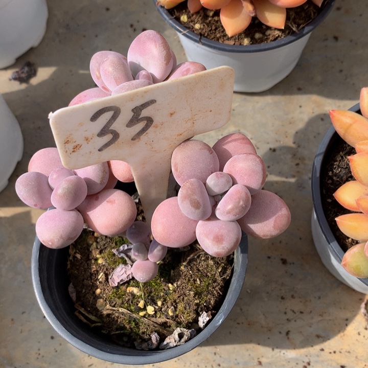 多肉植物7373737373773