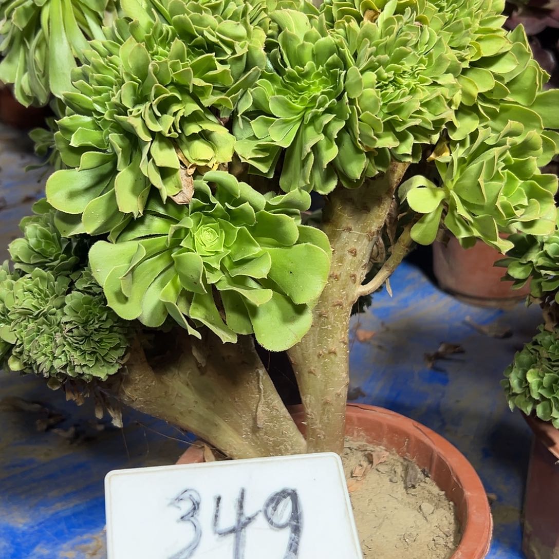 多肉349植物绿羊绒缀花