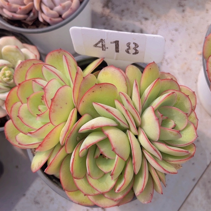 健健康康平平安安