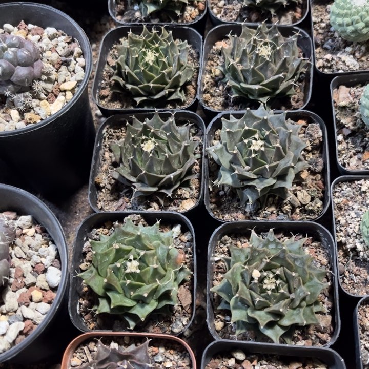 实生名球帝冠好养皮实