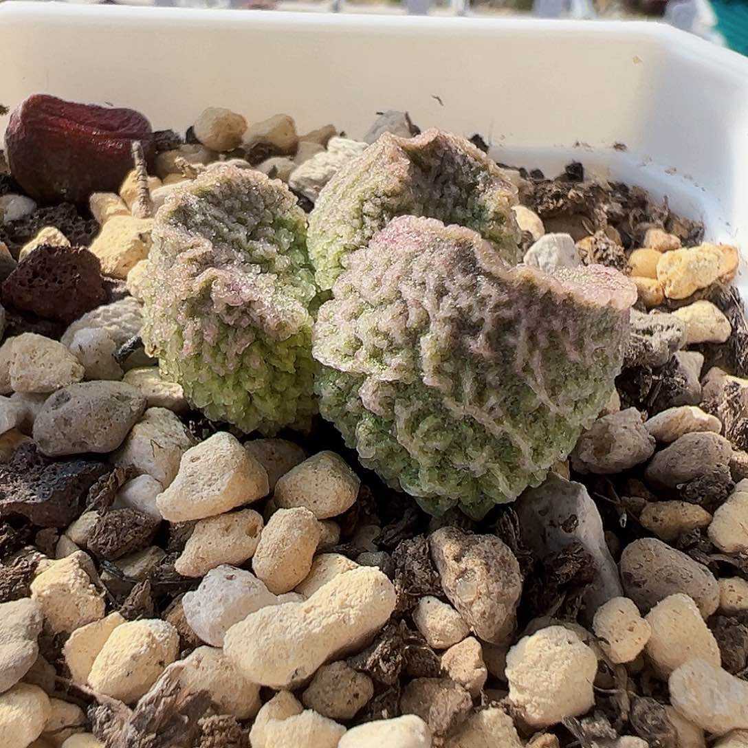 L-038实生水泡，出叶片。