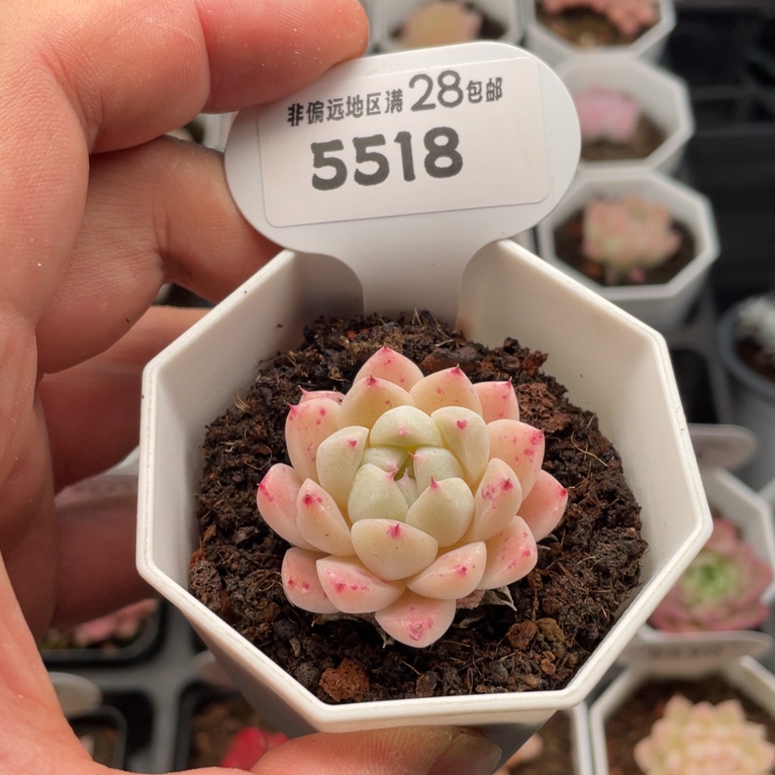 如梦令5518-4.5厘米