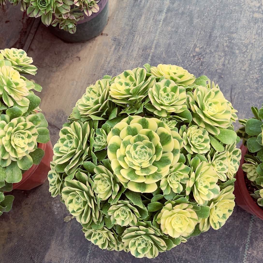 法师多肉植物f s