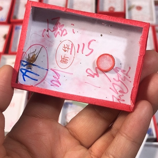 小***磊蟋蟀33333333333333333