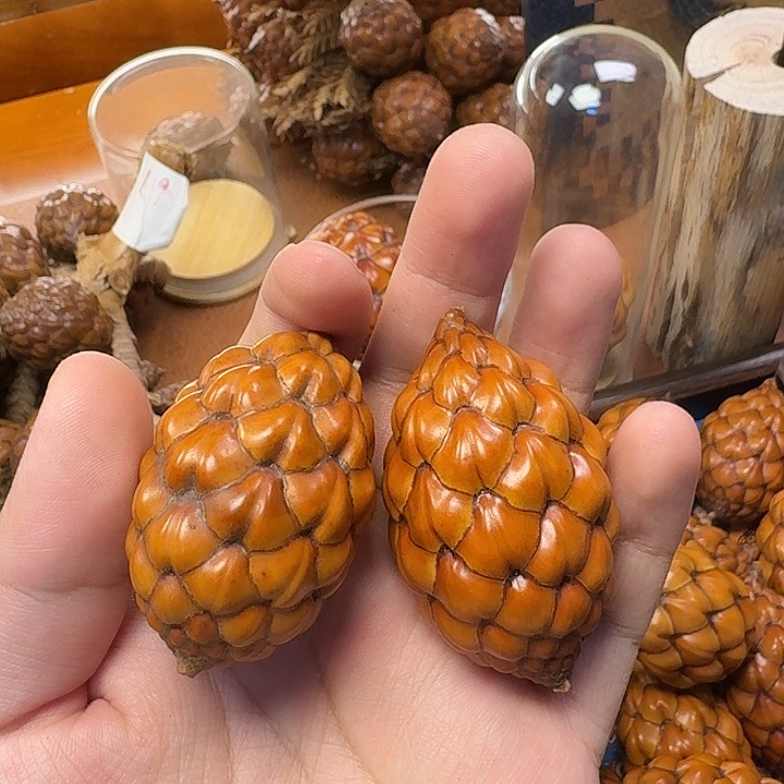 丁***丁木丁丁哥一对粉酒椰280