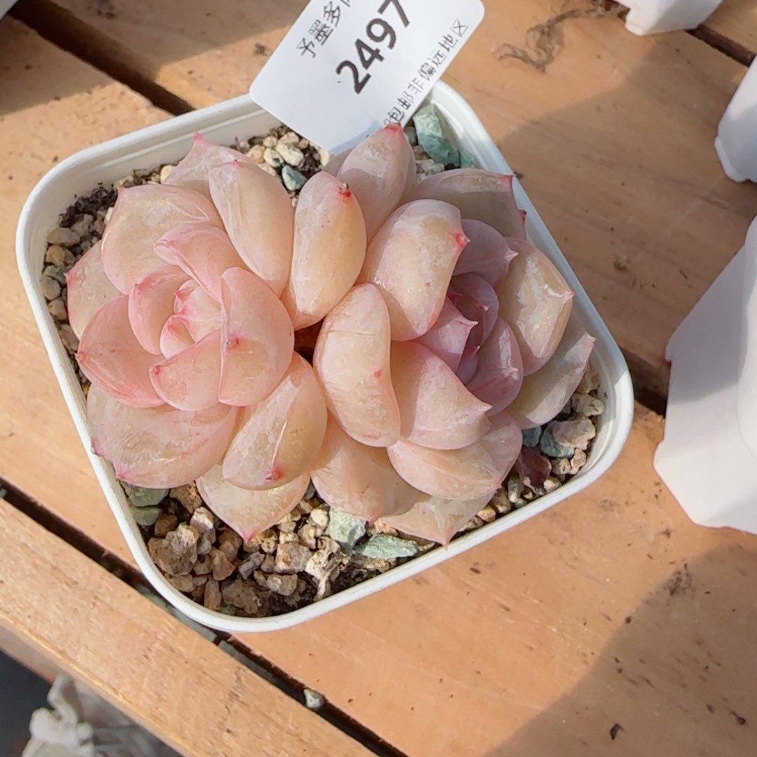 孤品，2497多肉植物