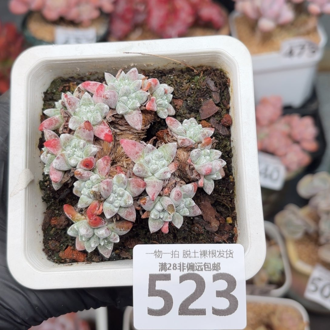 白菊多肉无盆土发货