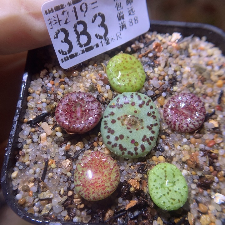 精品生石花219.383