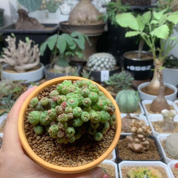 高沙石化小红点脱土7cm