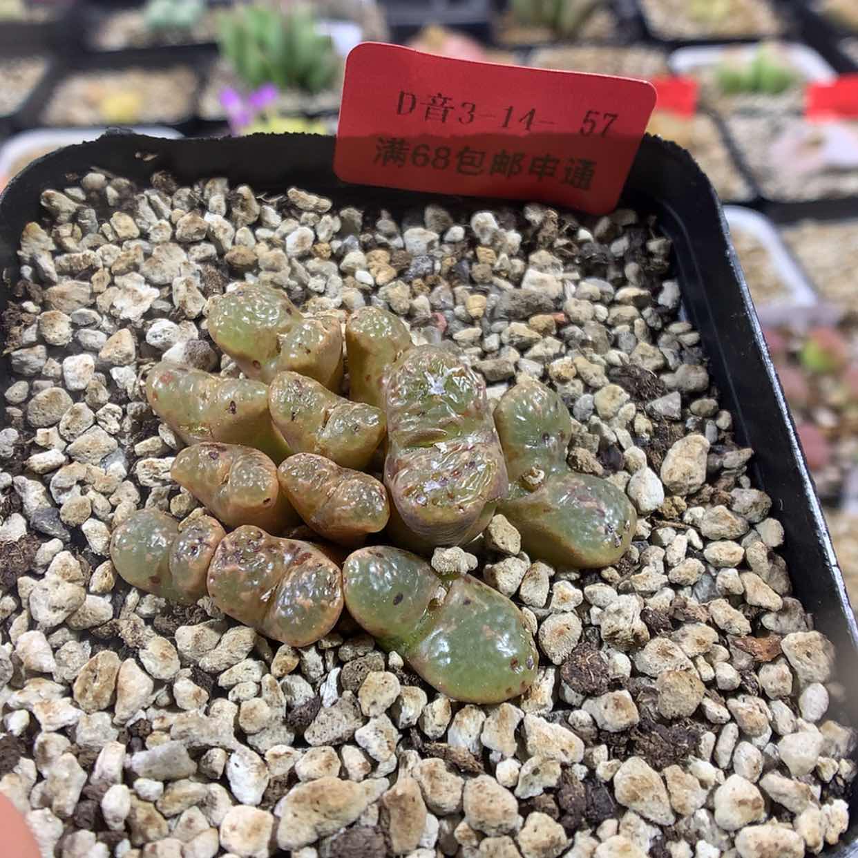 【闪购商品】3-14-57 勋章 20