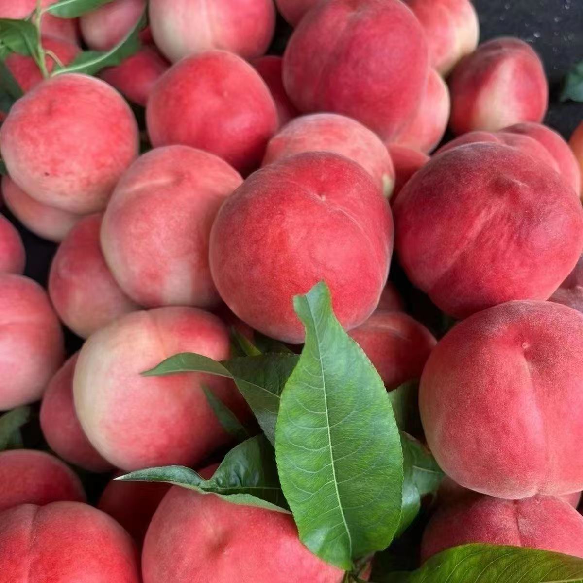 【顺丰包邮】正宗新鲜脆桃万亩桃园现采现发脆桃脆甜多汁