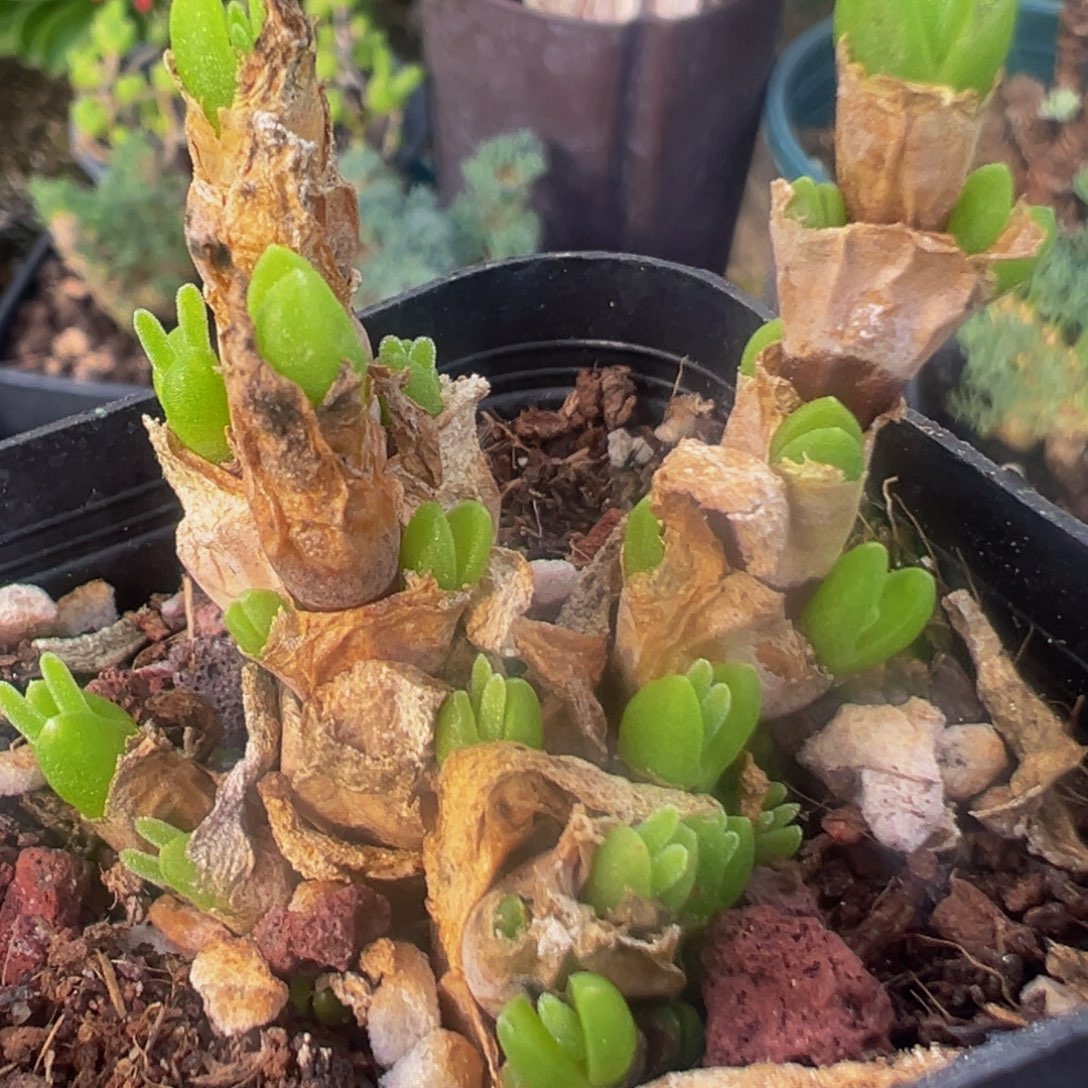 缘***逢36多肉植物百科植物